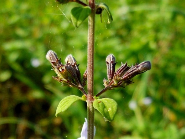 Clinopodium nepeta